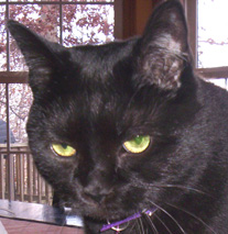 Domino the hypoallergenic black cat