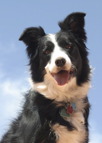 Molly the Super Border Collie