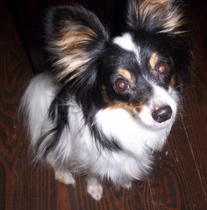 Artie the tri-clored Papillon