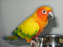 Orange, yellow, green and blue parrot