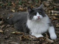 Zee, long hair indoor/outdoor, grey and white cat enjoying the fall leaves