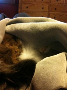 Fred D. cat