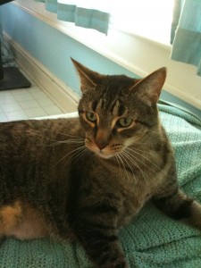 Erie cat