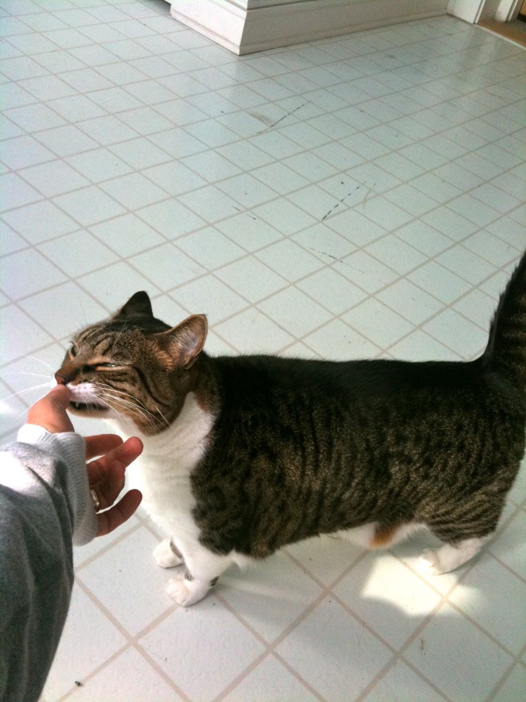Obi Wan Obi Wan Cat