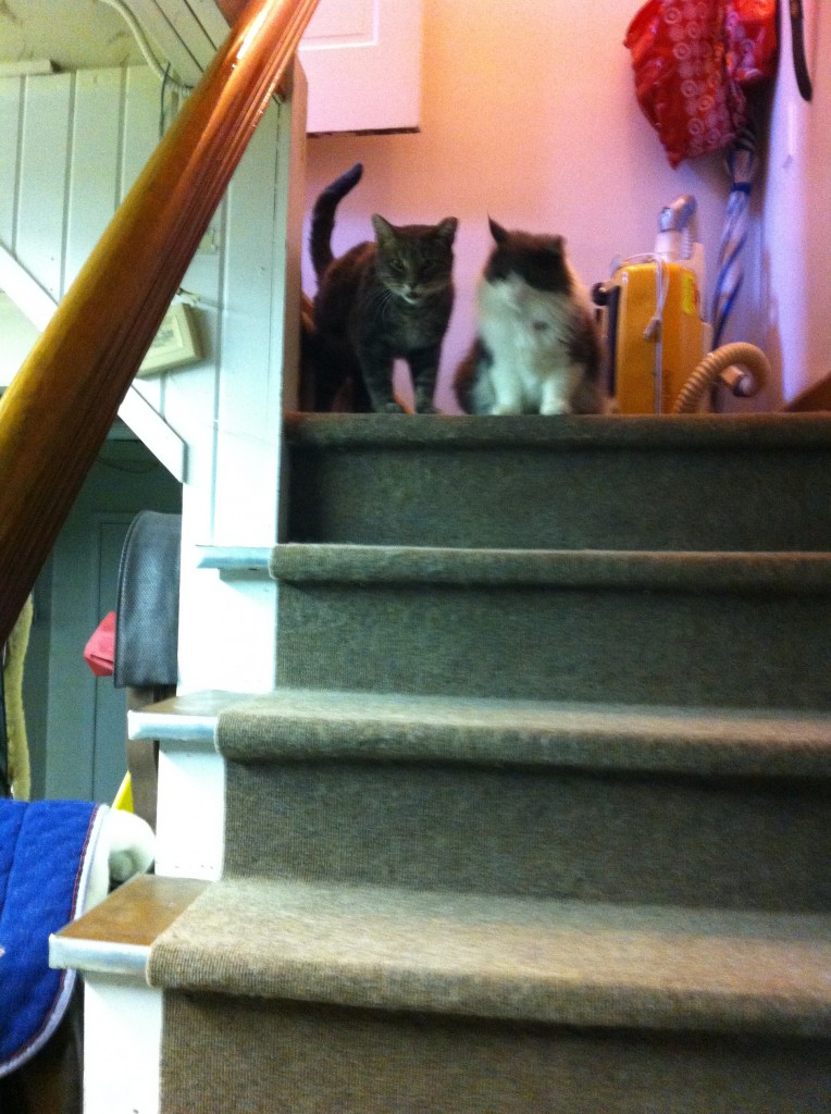 Best Friends reunited.