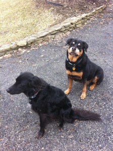 Rotweiler and rescue dog nina rottweiler and rescued dog