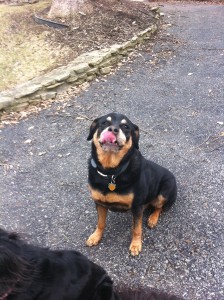 Rommel the rottweiller with tongue out rottweiler cute pic