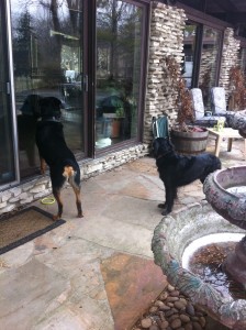 Rommel ans Nina looking in