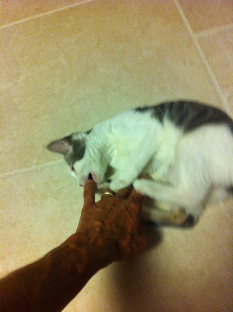 Kitten attacking finger.