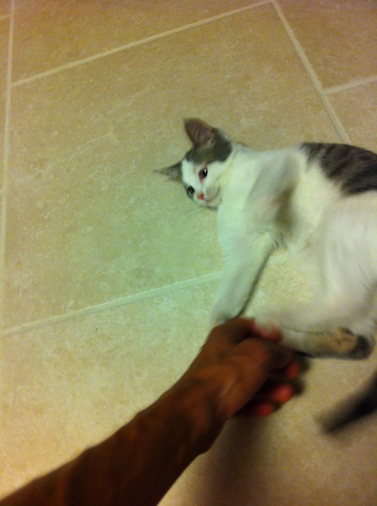 Kitten attacking hand.