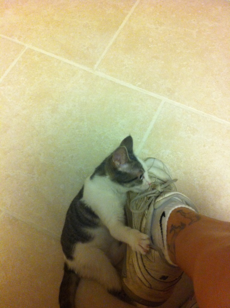 Kitten attacking foot. Kitten attacking foot.