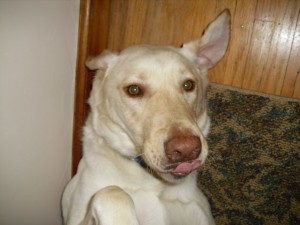 Millie Licking her Chops Labrador retriever