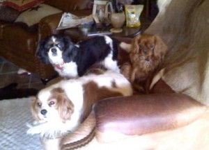 Artie, Ruby & EllieMae! cavalier king charles spaniels