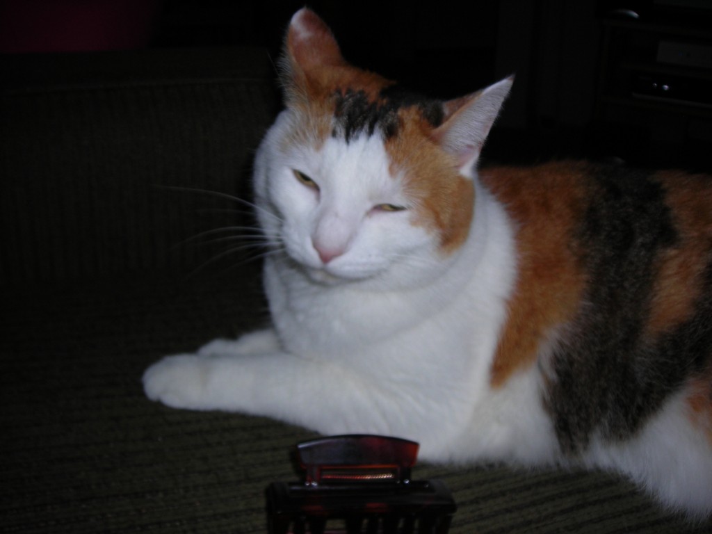 Bella II Bella the calico cat