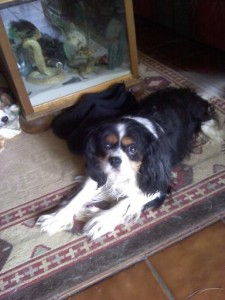 Ellie Mae cavalier king charles spaniel