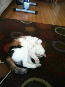Bella lounging cat