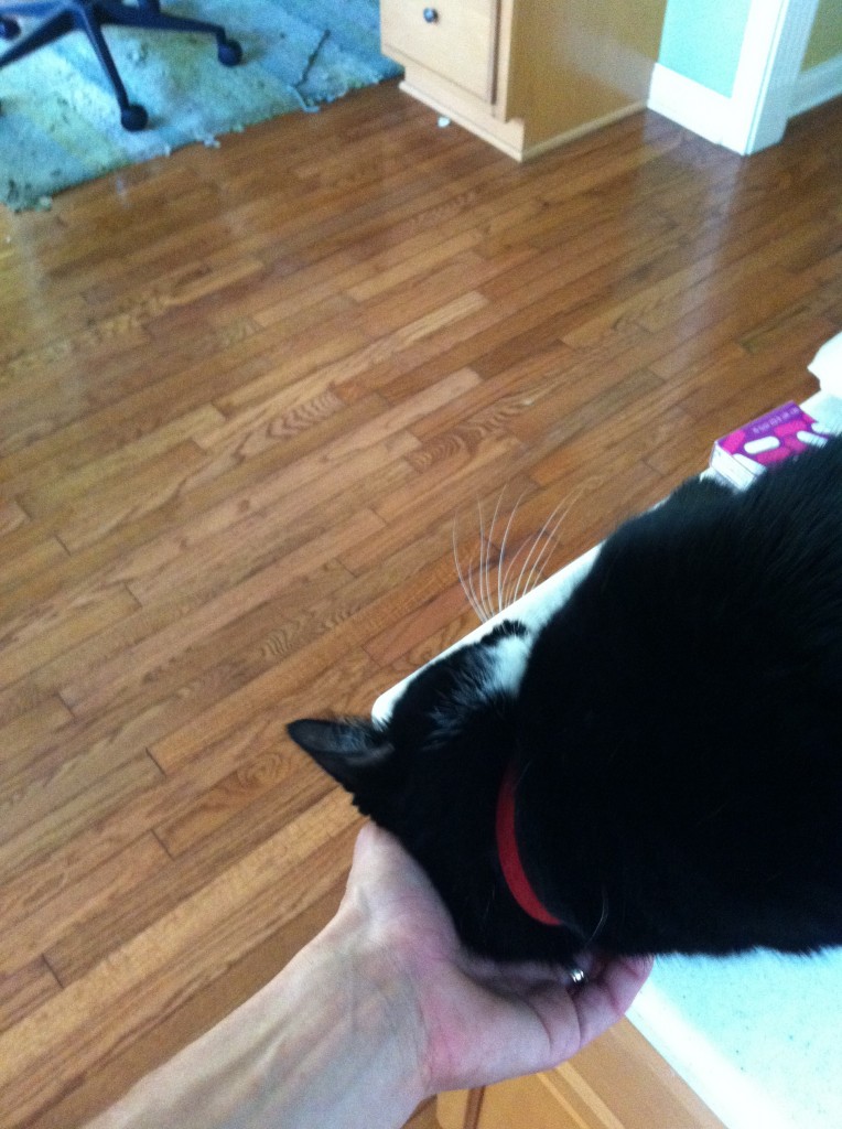 Miserable kitty