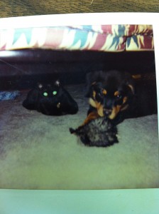 Rottweiler an cat under couch rottweiler and cat under couch