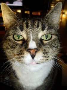Mary Close-up cat