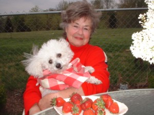 Strawberries and Bella The Bischon Frise Beschon Frise