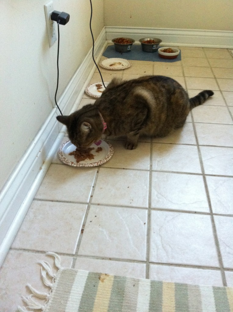 starving