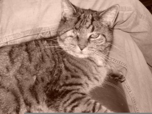 One eyed cat