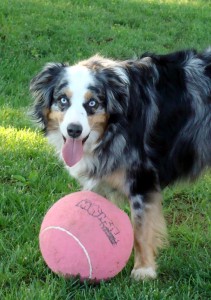 Australian Shephed
