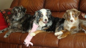 Australian shepherds